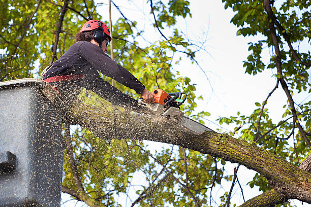 Best Arborist Services Near Me  in Salem, UT